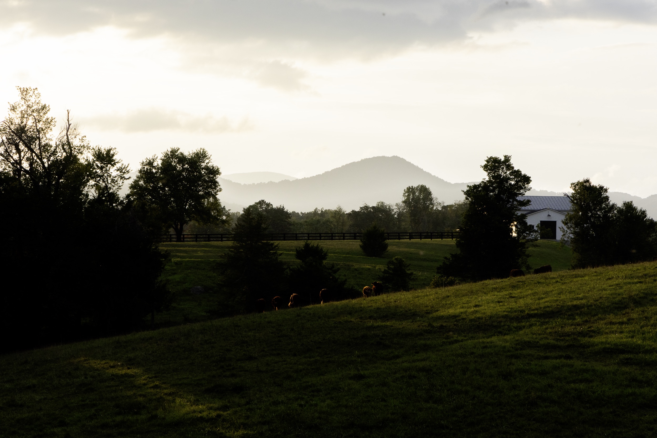 Evening light over the pasture and the Blue Ridge, cattle grazing on the hillside and the barn beyond